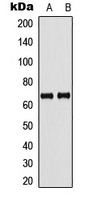 Western blot analysis of GBP5 expression in human placenta (A); rat kidney (B) whole cell lysates.