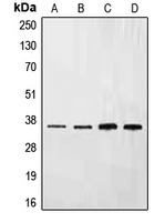 Western blot analysis of Ephrin B3 expression in HepG2 (A); NIH3T3 (B); mouse liver (C); rat liver (D) whole cell lysates.