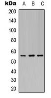 Western blot analysis of Kir3.1 (pS185) expression in A549 (A); Raw264.7 (B); COS7 (C) whole cell lysates.