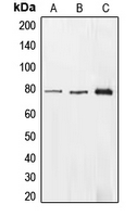 Western blot analysis of EHHADH expression in HepG2 (A); HEK293T (B); A549 (C) whole cell lysates.