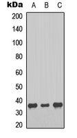 Western blot analysis of Melatonin Receptor 1b expression in A549 (A); Hela (B); HEK293T (C) whole cell lysates.
