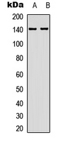 Western blot analysis of MYPT1 (pT853) expression in HEK293T (A); NIH-3T3 (B) whole cell lysates.