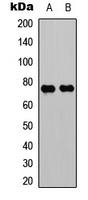 Western blot analysis of WASF1 expression in HeLa (A); K562 (B) whole cell lysates.