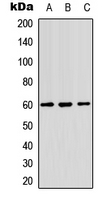 Western blot analysis of NIPA expression in HepG2 (A); NIH3T3 (B); human testis (C) whole cell lysates.