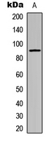 Western blot analysis of Cadherin 24 expression in SHSY5Y (A) whole cell lysates.