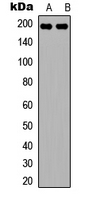 Western blot analysis of Sugen Kinase 269 expression in SHSY5Y (A); NIH3T3 (B) whole cell lysates.