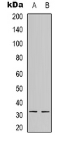 Western blot analysis of NFYB expression in A549 (A); HEK293T (B) whole cell lysates.