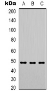Western blot analysis of PSMC3 expression in Hela (A); HepG2 (B); HT29 (C) whole cell lysates.