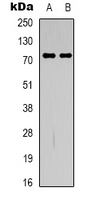 Western blot analysis of GBP4 expression in HepG2 (A); RAW264.7 (B) whole cell lysates.