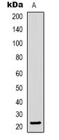 Western blot analysis of BNIP3 expression in Jurkat (A) whole cell lysates.