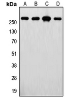 Western blot analysis of FASN expression in MCF7 (A); U2OS (B); SKBR3 (C); HepG2 (D) whole cell lysates.
