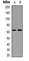 Western blot analysis of APPBP2 expression in Jurkat (A); HEK293T (B) whole cell lysates.