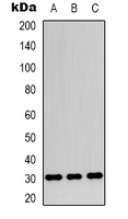 Western blot analysis of Apolipoprotein O-Like expression in SHSY5Y (A); HEK293T (B); NIH3T3 (C) whole cell lysates.