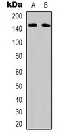 Western blot analysis of Nidogen 1 expression in HEK293T (A); K562 (B) whole cell lysates.