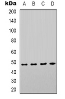 Western blot analysis of COX10 expression in Hela (A); HEK293T (B); mouse kidney (C); mouse brain (D) whole cell lysates.