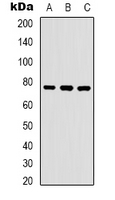 Western blot analysis of WASF1 (pY125) expression in K562 (A); NIH3T3 (B); mouse brain (C) whole cell lysates.
