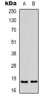 Western blot analysis of ID4 expression in HEK293T (A); HepG2 (B) whole cell lysates.