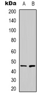 Western blot analysis of ZNF785 expression in A549 (A); Hela (B) whole cell lysates.