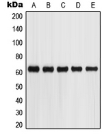Western blot analysis of Glypican 5 expression in SKNSH (A); HepG2 (B); A549 (C); Jurkat (D); HEK293T (E) whole cell lysates.