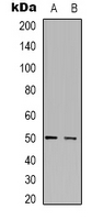 Western blot analysis of SERINC1 expression in HEK293T (A); HepG2 (B) whole cell lysates.