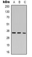 Western blot analysis of HEY2 expression in A549 (A); MCF7 (B); K562 (C) whole cell lysates.
