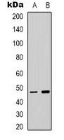 Western blot analysis of TCFL5 expression in HepG2 (A); RAW264.7 (B) whole cell lysates.