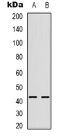 Western blot analysis of CHKB expression in HepG2 (A); U2OS (B) whole cell lysates.