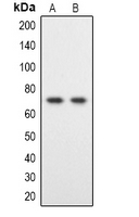 Western blot analysis of DYRK1B expression in Hela (A); HT1080 (B) whole cell lysates.
