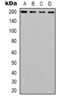 Western blot analysis of Laminin beta 2 expression in HepG2 (A); Hela (B); NIH3T3 (C); Raw264.7 (D) whole cell lysates.