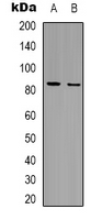 Western blot analysis of APBB2 expression in HEK293T (A); Jurkat (B) whole cell lysates.