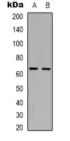 Western blot analysis of Arylsulfatase I expression in HepG2 (A); COS7 (B) whole cell lysates.