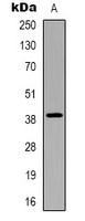 Western blot analysis of CHST13 expression in HepG2 (A) whole cell lysates.