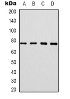 Western blot analysis of CEP76 expression in SKOV3 (A); HT29 (B); HepG2 (C); NIH3T3 (D) whole cell lysates.
