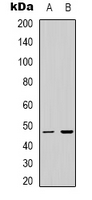 Western blot analysis of LUC7L2 expression in Jurkat (A); HEK293T (B) whole cell lysates.