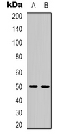 Western blot analysis of PPP4R2 expression in Hela (A); COS7 (B) whole cell lysates.
