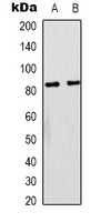 Western blot analysis of PI3K p85 alpha expression in NIH3T3 (A); rat liver (B) whole cell lysates.