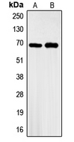 Western blot analysis of GBP3 expression in A549 (A); HeLa (B) whole cell lysates.