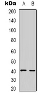 Western blot analysis of HAO1 expression in mouse liver (A); rat liver (B) whole cell lysates.