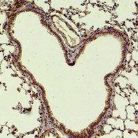 Immunohistochemical analysis of HAO1 staining in mouse lung formalin fixed paraffin embedded tissue section. The section was pre-treated using heat mediated antigen retrieval with sodium citrate buffer (pH 6.0). The section was then incubated with the antibody at room temperature and detected using an HRP conjugated compact polymer system. DAB was used as the chromogen. The section was then counterstained with haematoxylin and mounted with DPX.