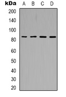 Western blot analysis of PI3K p85 alpha expression in NIH3T3 (A); Raw264.7 (B); rat kidney (C); rat liver (D) whole cell lysates.