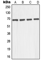Western blot analysis of GNL1 expression in A431 (A); K562 (B); JAR (C); COLO205 (D) whole cell lysates.