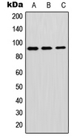 Western blot analysis of GPIPLD expression in A549 (A); mouse brain (B); H9C2 (C) whole cell lysates.