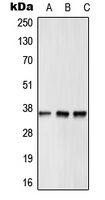 Western blot analysis of GPR12 expression in HepG2 (A); Raw264.7 (B); rat heart (C) whole cell lysates.