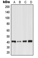 Western blot analysis of GPR15 expression in HeLa (A); Raw264.7 (B); H9C2 (C); human heart (D) whole cell lysates.