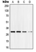 Western blot analysis of GPR18 expression in HEK293T (A); Jurkat (B); mouse brain (C); rat brain (D) whole cell lysates.