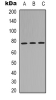 Western blot analysis of MID1 expression in HEK293T (A); A431 (B); Hela (C) whole cell lysates.