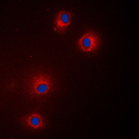 Immunofluorescent analysis of GPR18 staining in Jurkat cells. Formalin-fixed cells were permeabilized with 0.1% Triton X-100 in TBS for 5-10 minutes and blocked with 3% BSA-PBS for 30 minutes at room temperature. Cells were probed with the primary antibody in 3% BSA-PBS and incubated overnight at 4 C in a humidified chamber. Cells were washed with PBST and incubated with a DyLight 594-conjugated secondary antibody (red) in PBS at room temperature in the dark. DAPI was used to stain the cell nuclei (blue).