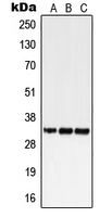 Western blot analysis of GPR18 expression in HEK293T (A); SP2/0 (B); H9C2 (C) whole cell lysates.