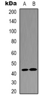Western blot analysis of JUND expression in A549 (A); Jurkat (B) whole cell lysates.