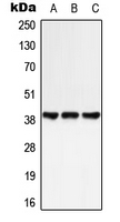 Western blot analysis of GPR25 expression in HeLa (A); NIH3T3 (B); rat spleen (C) whole cell lysates.